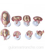 Modelo de Embarazo fetal de 10 Meses Modelo médico de Embarazo del Proceso de Desarrollo Humano Elikliv Modelo Científico Anatómico