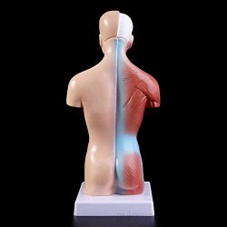 Tker Modelo de anatomía del Cuerpo del Torso Humano Maniquí con Pantalla Desmontable con 15 Piezas de órganos internos Material de PVC