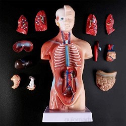Tker Modelo de anatomía del Cuerpo del Torso Humano Maniquí con Pantalla Desmontable con 15 Piezas de órganos internos Material de PVC